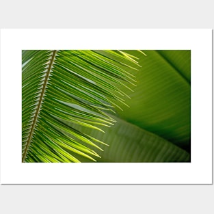 Tropical green palm fronds Posters and Art